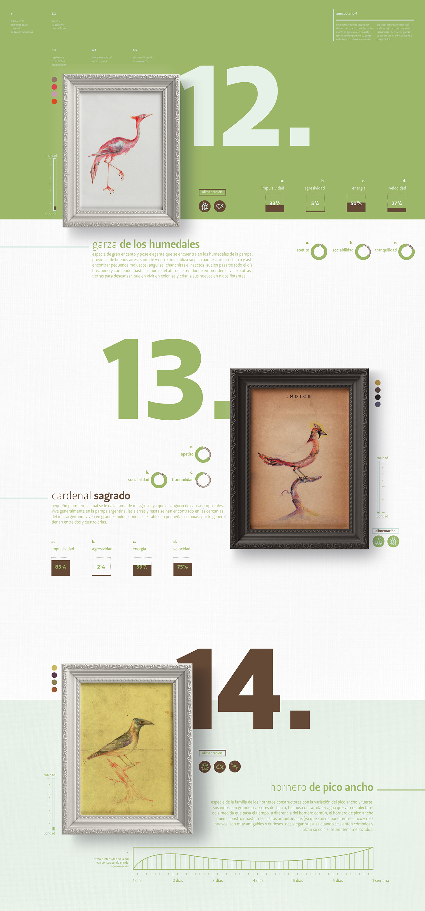 illustrations ILLUSTRATION  birds bird color editorial design graphic design  argentina