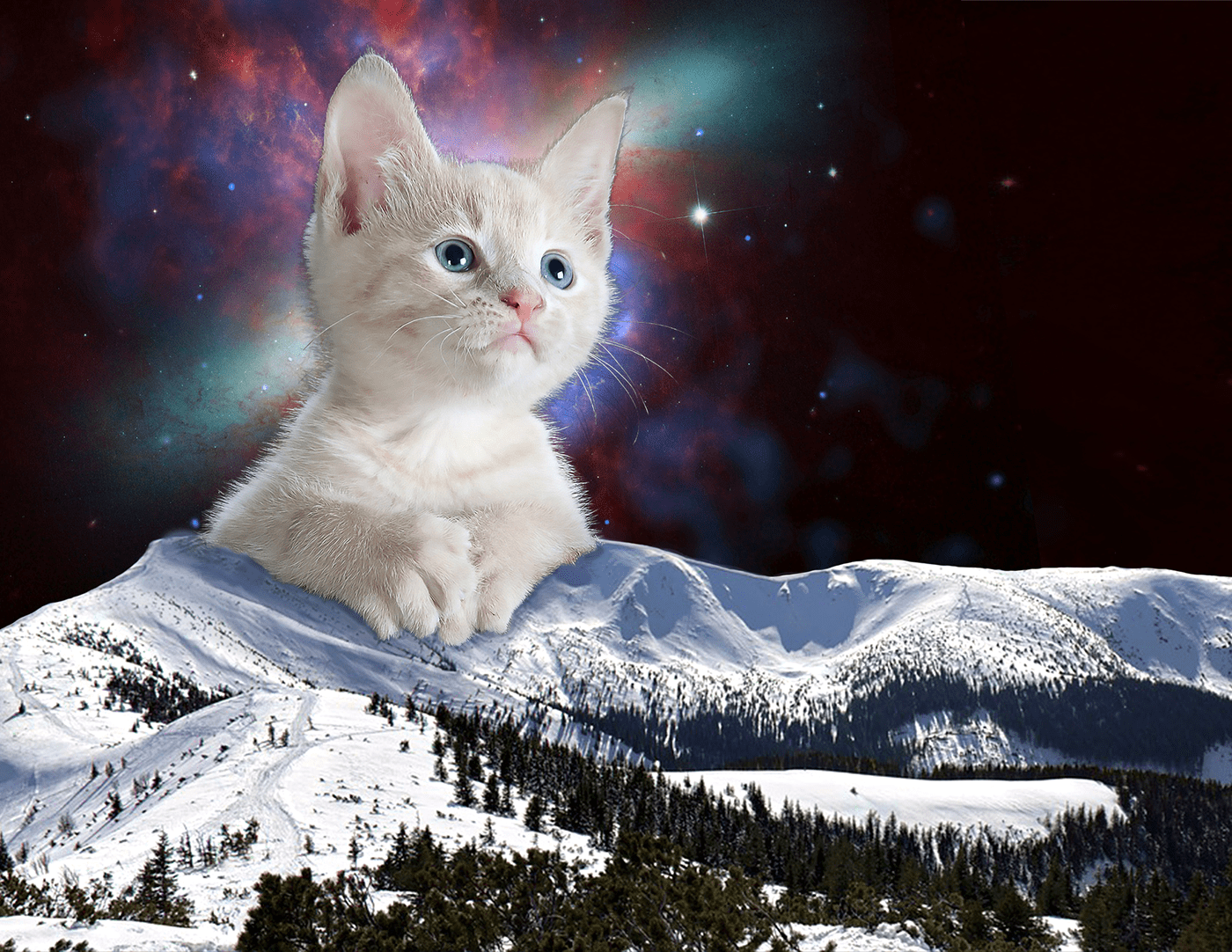 Composite photoshop Cat Digital Art  galaxy kitten