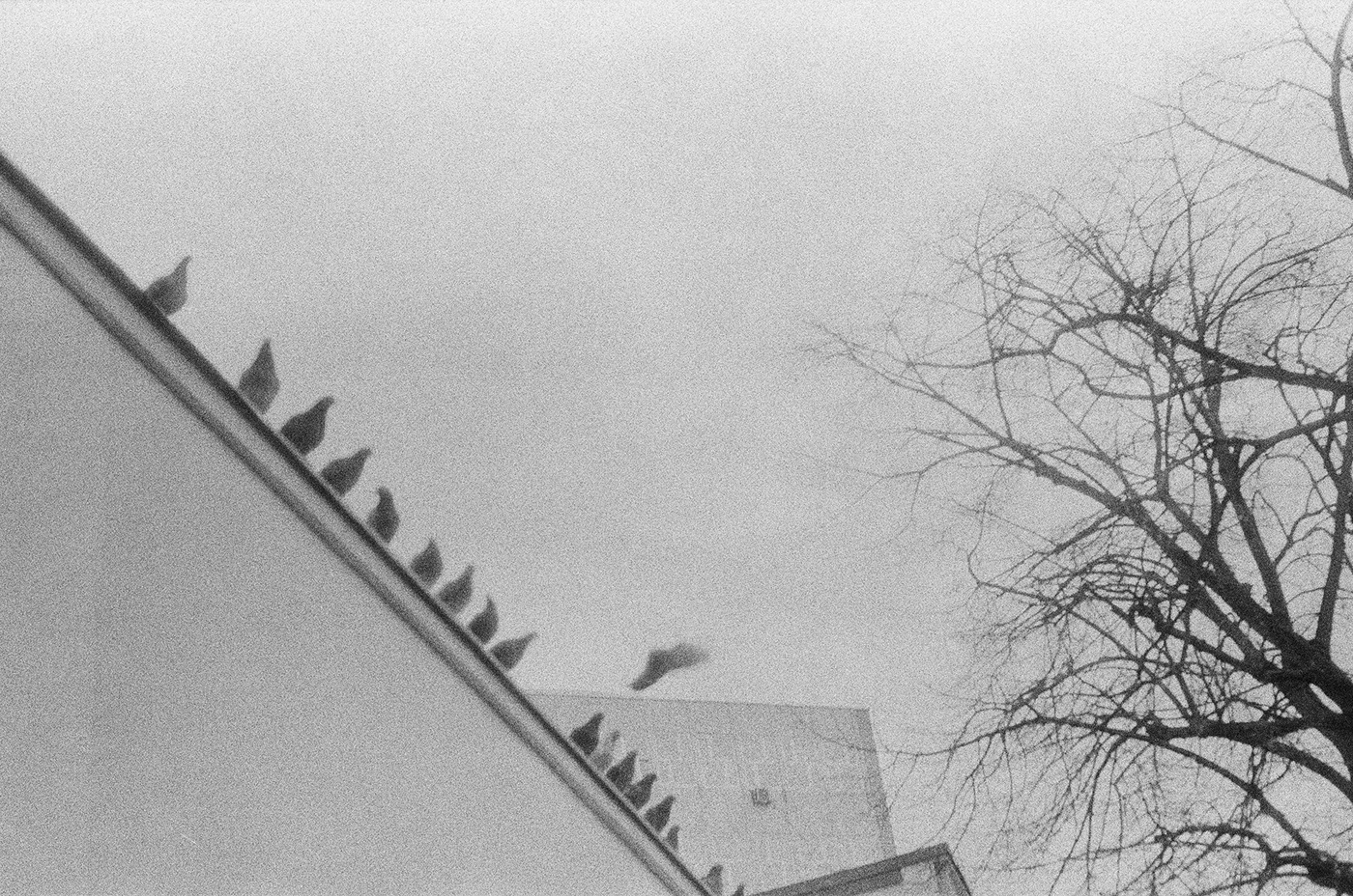black and white 35mm 35mmfilm Zagreb street photography Croatia Urban analog photography portrait