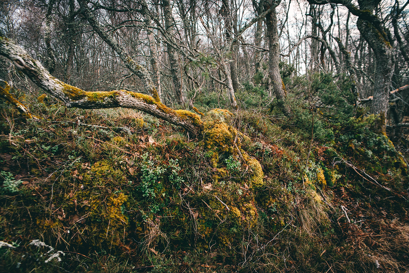 Alder forest Kökar.Åland Landscape lichen Presetr spring trees