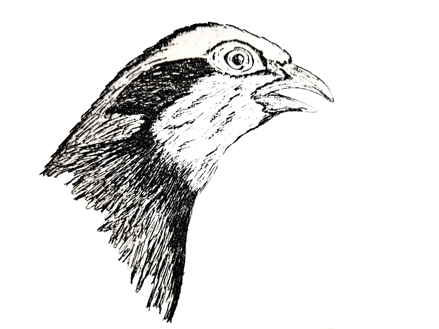animales animals birds burgos dibujo ILLUSTRATION  mecerreyes partridge perdiz
