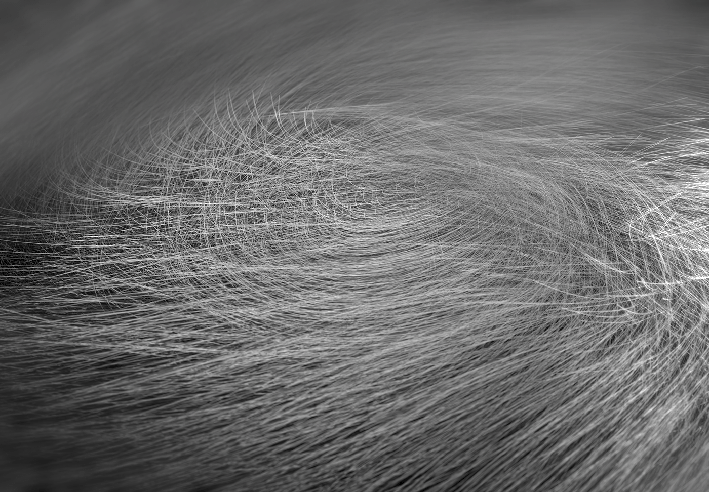 abstract art 3D houdini Render simulation vellum black and white