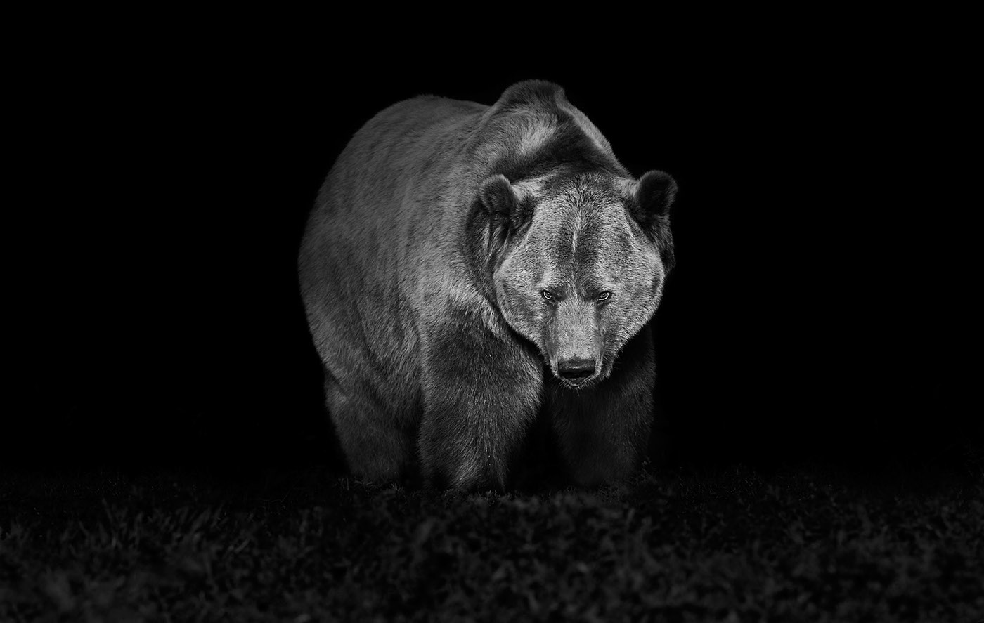 Grizzly Bear grizzly bear wild animal Photography  fine art Montana black and white