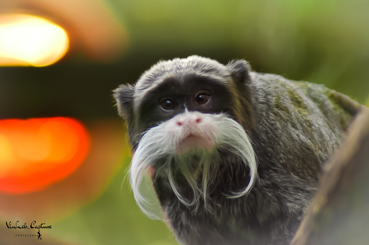 Tamarin emperor with his questioning and perplexed look