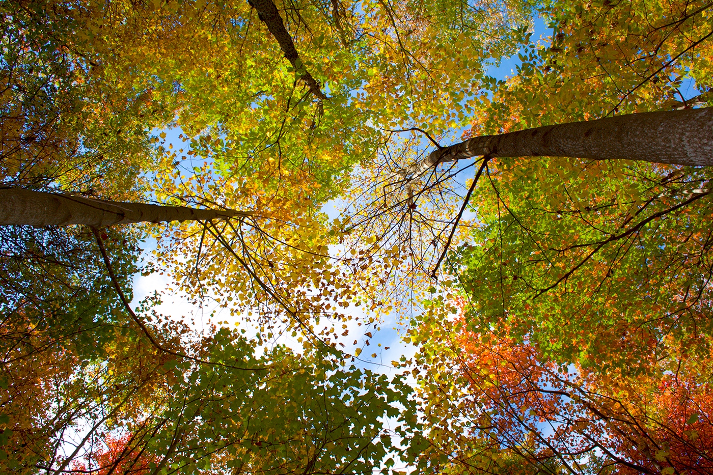 autumn Fall color leaves mountain Georgia vibrant season