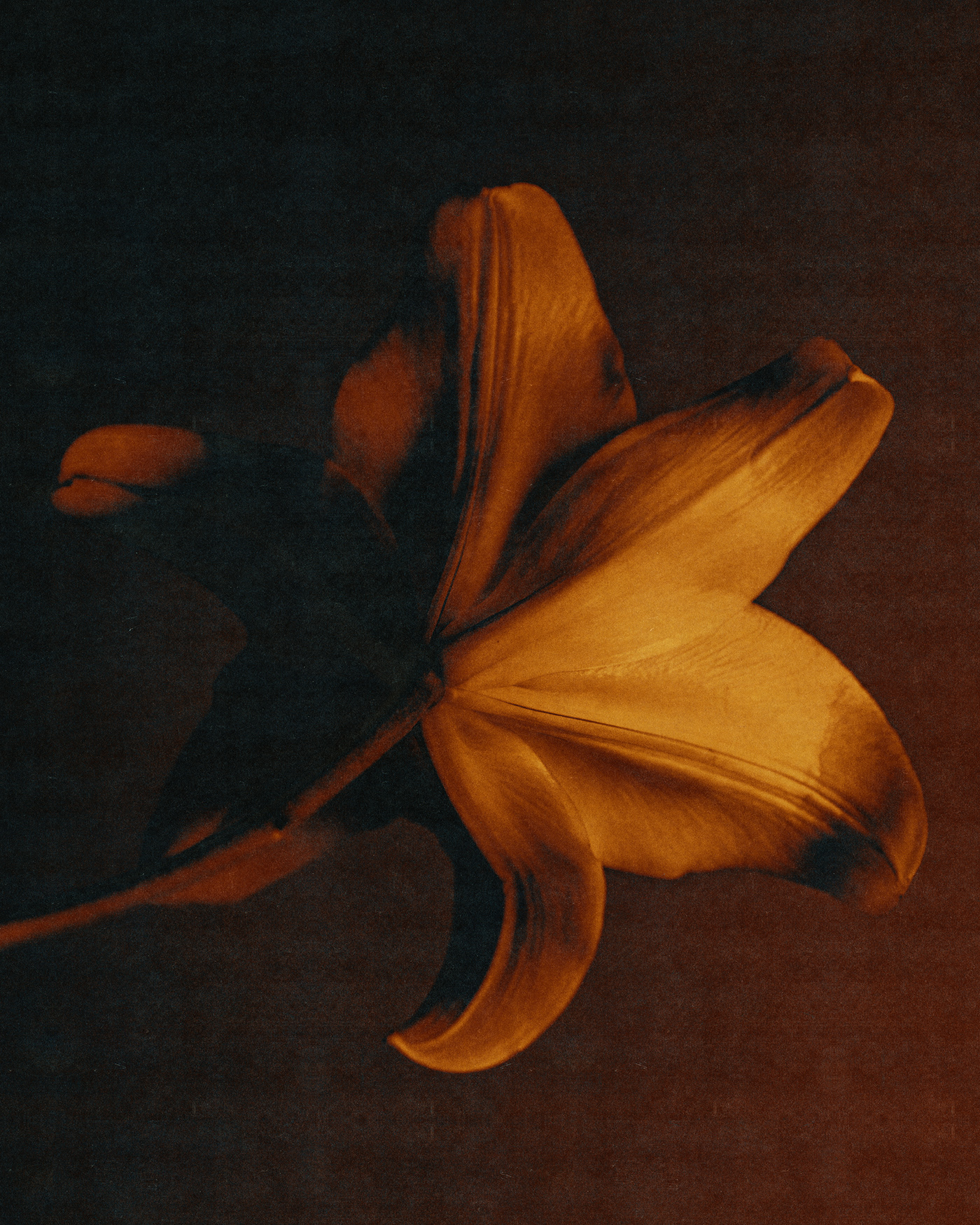 autumn botanical Digital Art  flower Photography  portrait