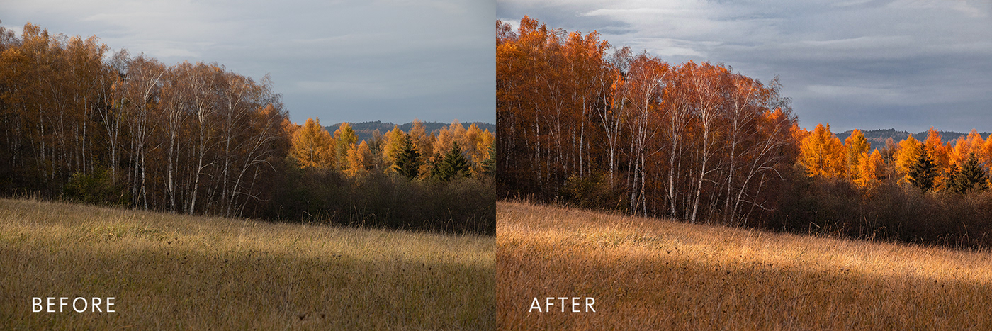 autumn autumn leaves autumn photography color corection forest Landscape Nature Photography  photoshop