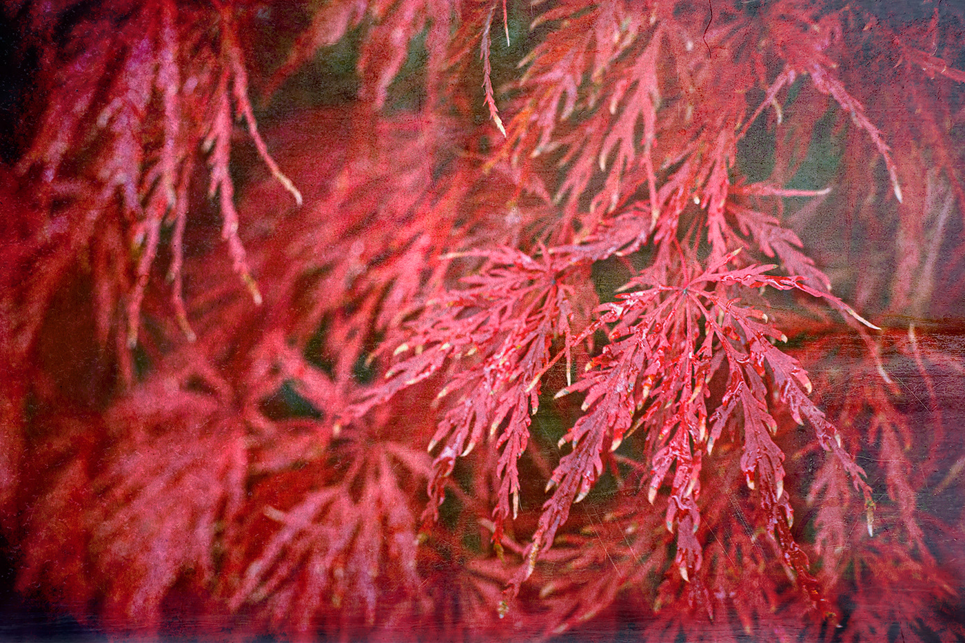 abstract fall leaves foliage light leak Nature overlays painterly Stems textures veins