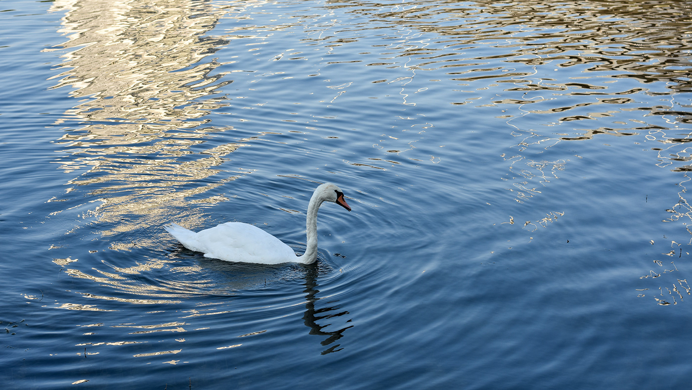 animals birds blue Danube Nature river swan vienna water