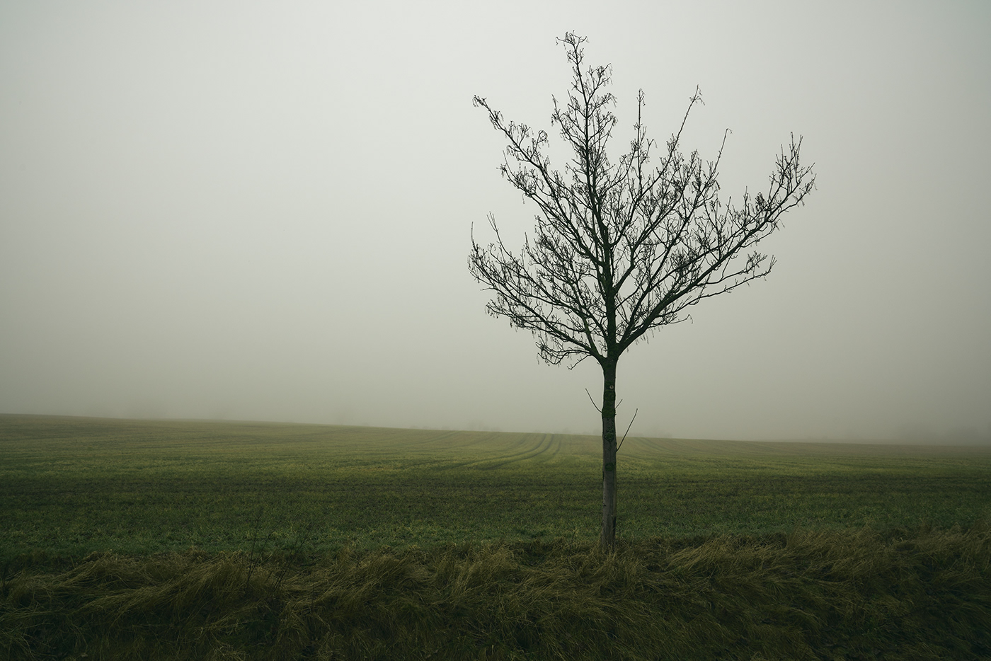 field fog germany mist mood road Sony Tree 