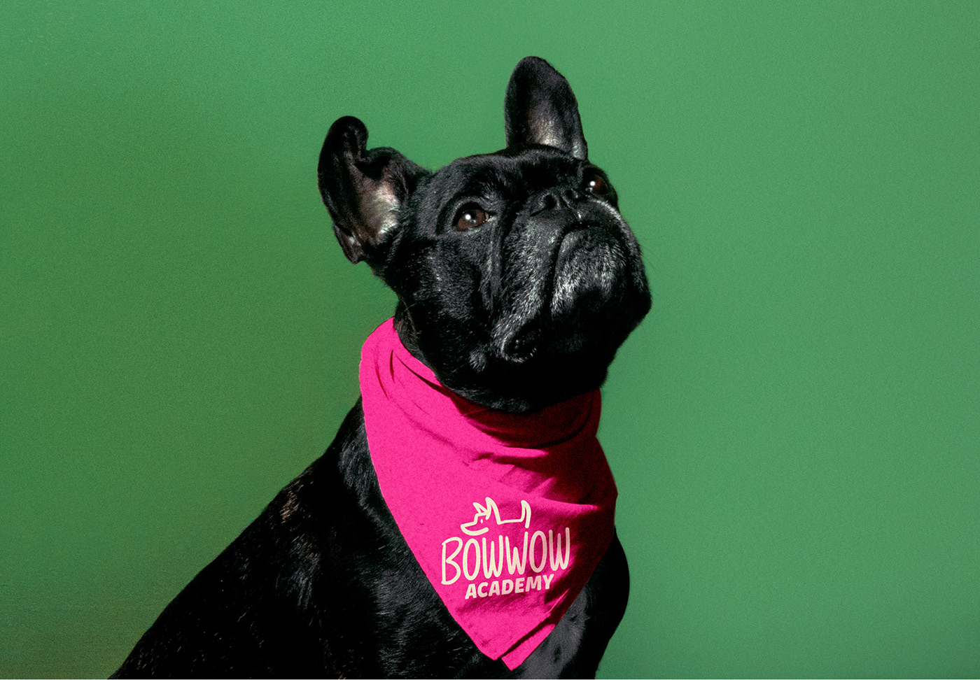 Rebrand academy Bowwow brand dog dynamic logo identity logo Pet system
