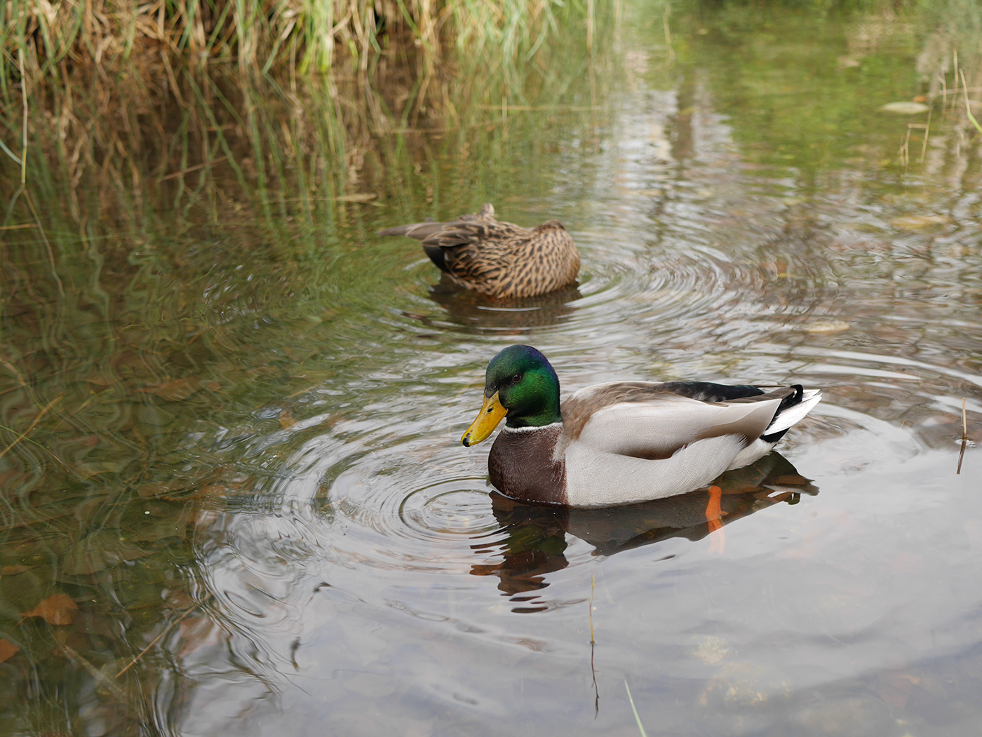 Photography  garden ducks
