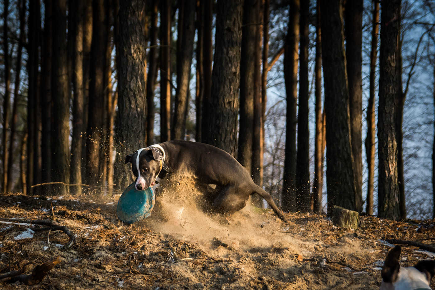 animal photo Photography  dogs Pitbull amstaff Nikon D7100 sigma