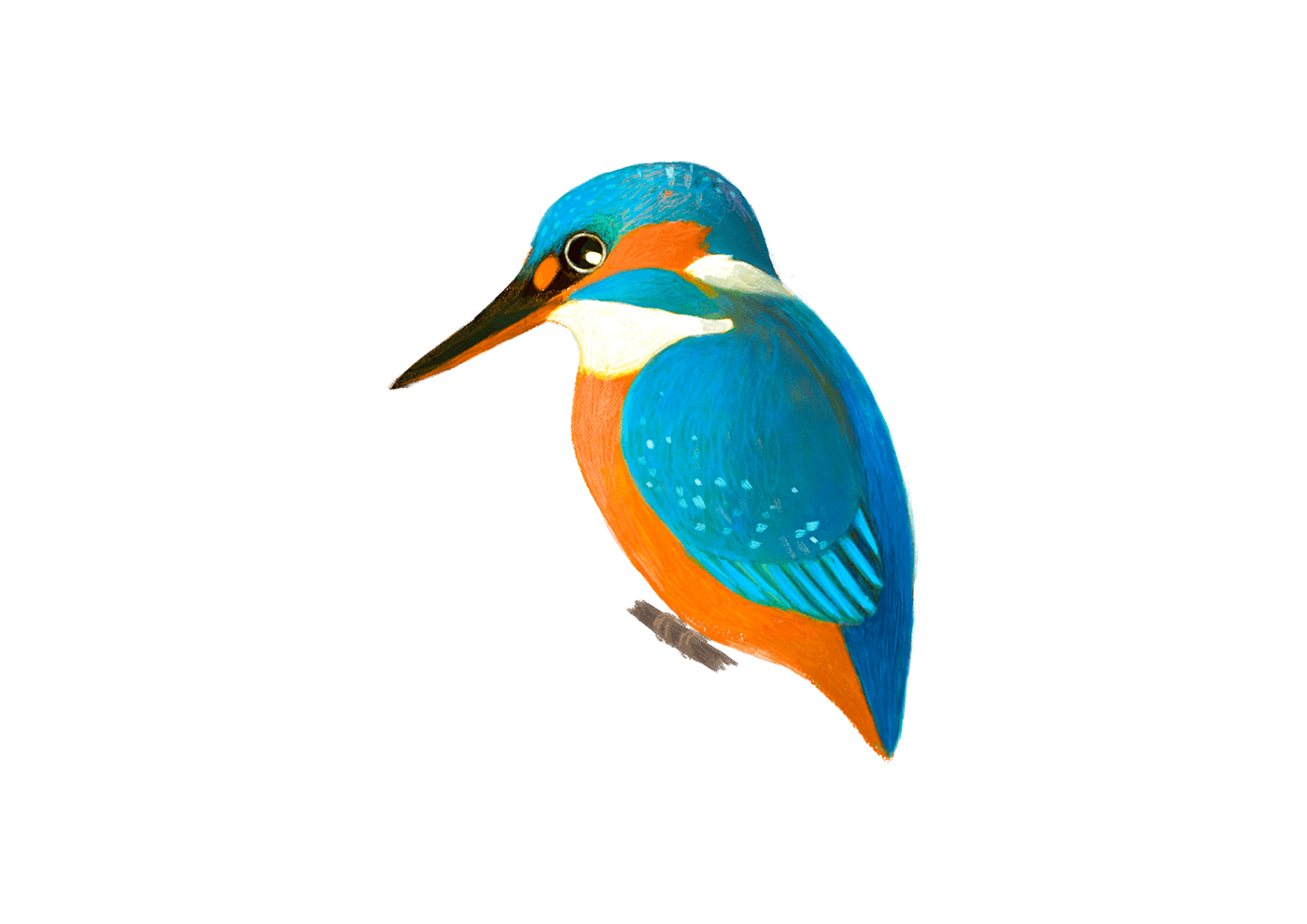 birds birdwatching Bird Illustration Nature bird logo bird nature illustration kingfisher wildlife bird icon