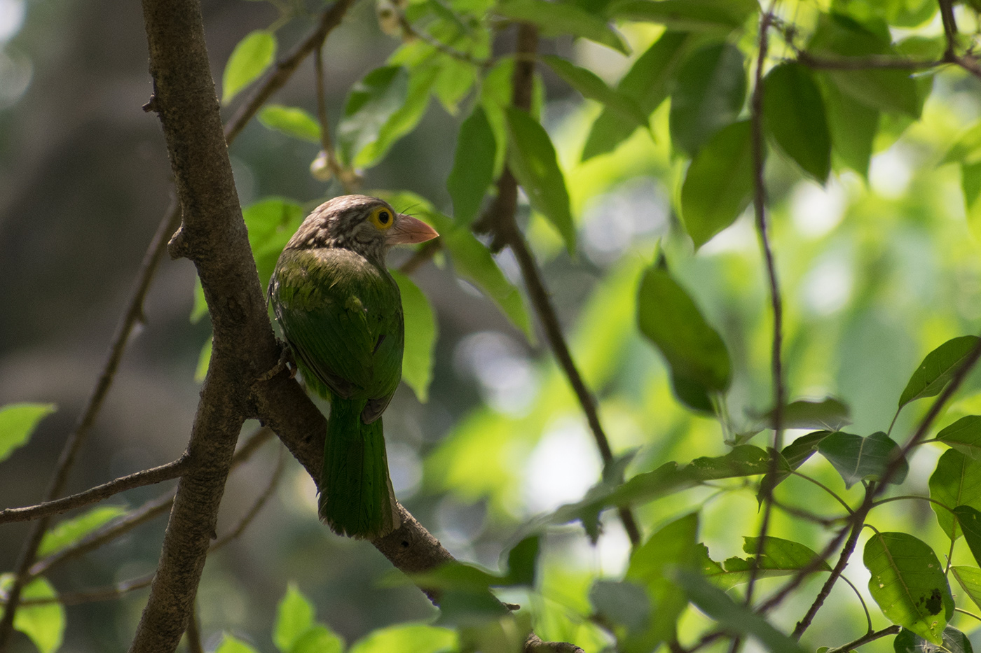 Photography  India birds Nikon dlsr wildlife Nature animals forest conservation