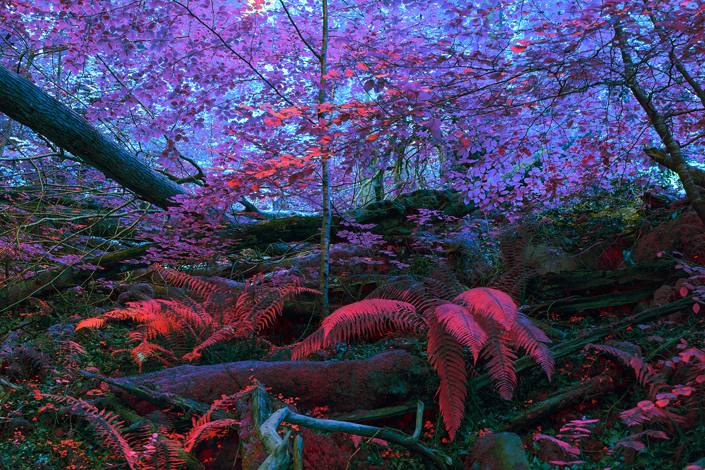 Nature color fine art art photography forest rainforest wild red fairytale colorful