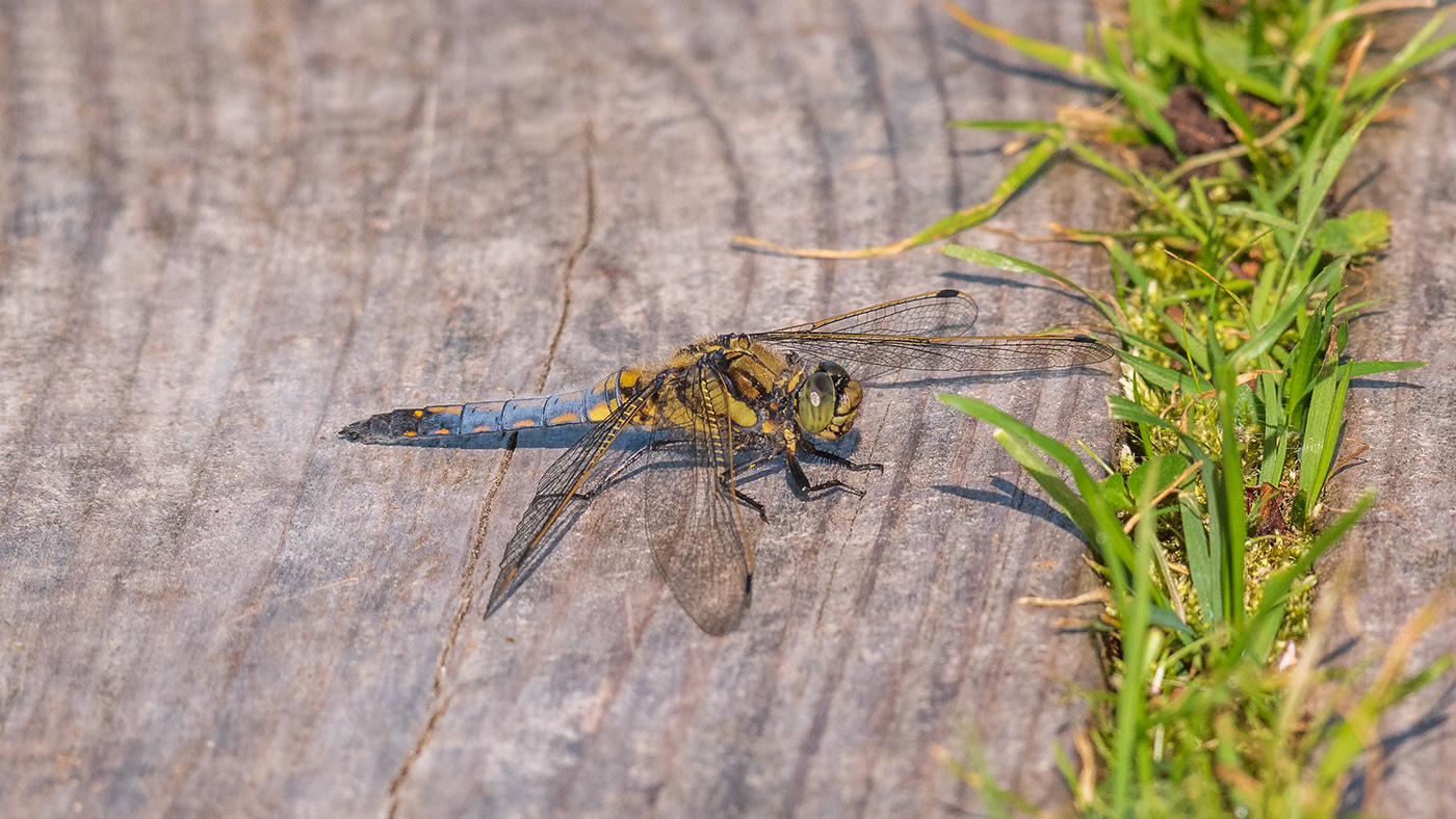 wildlife dragonfly dragon fly