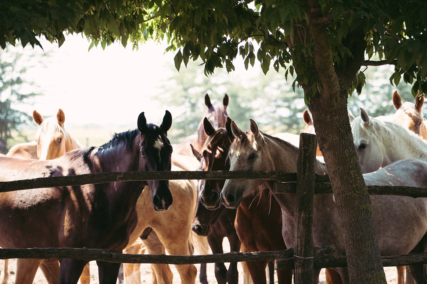 Event farm horse hungary Photography  photojurnalism