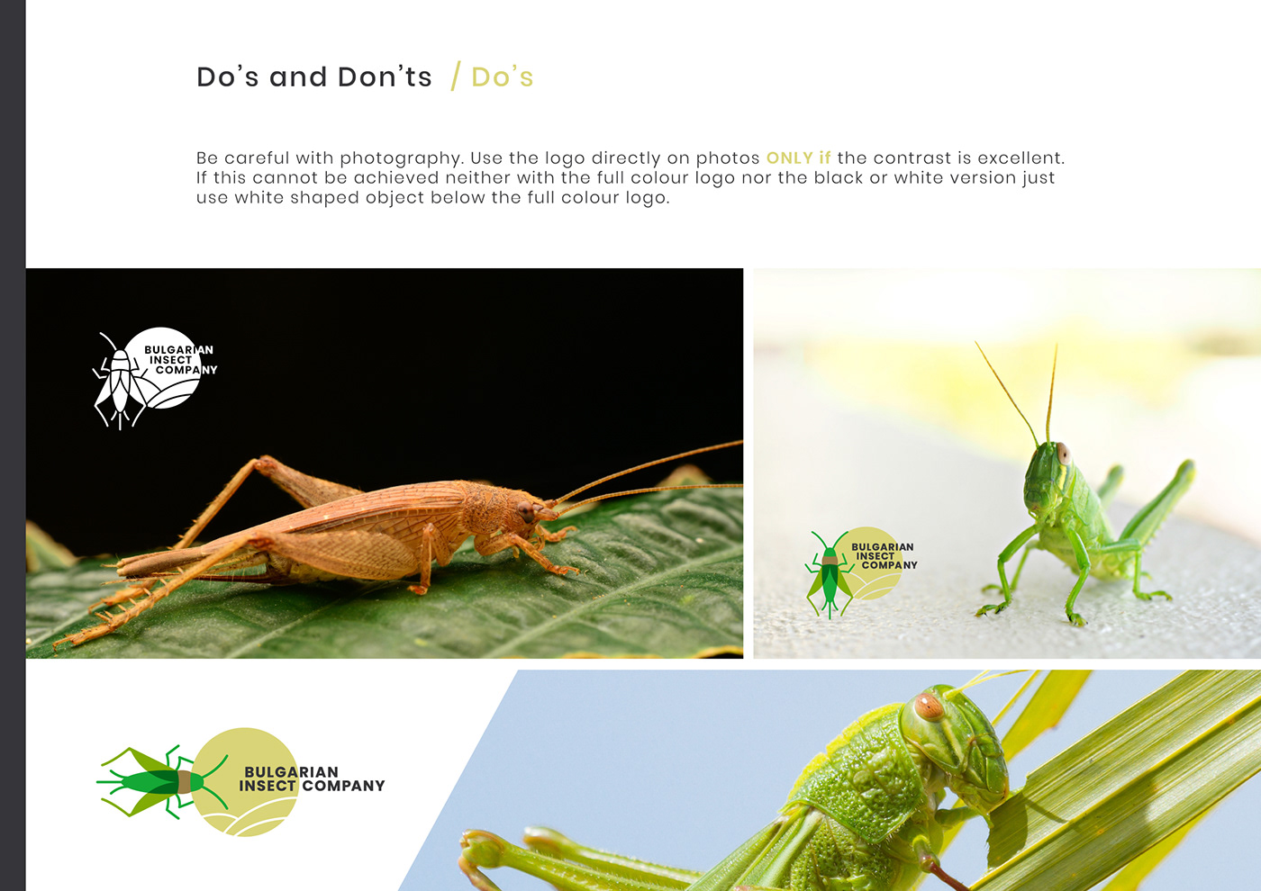 Cricket Freelance Innovative Insects logo protein website logo brandbook guidelines