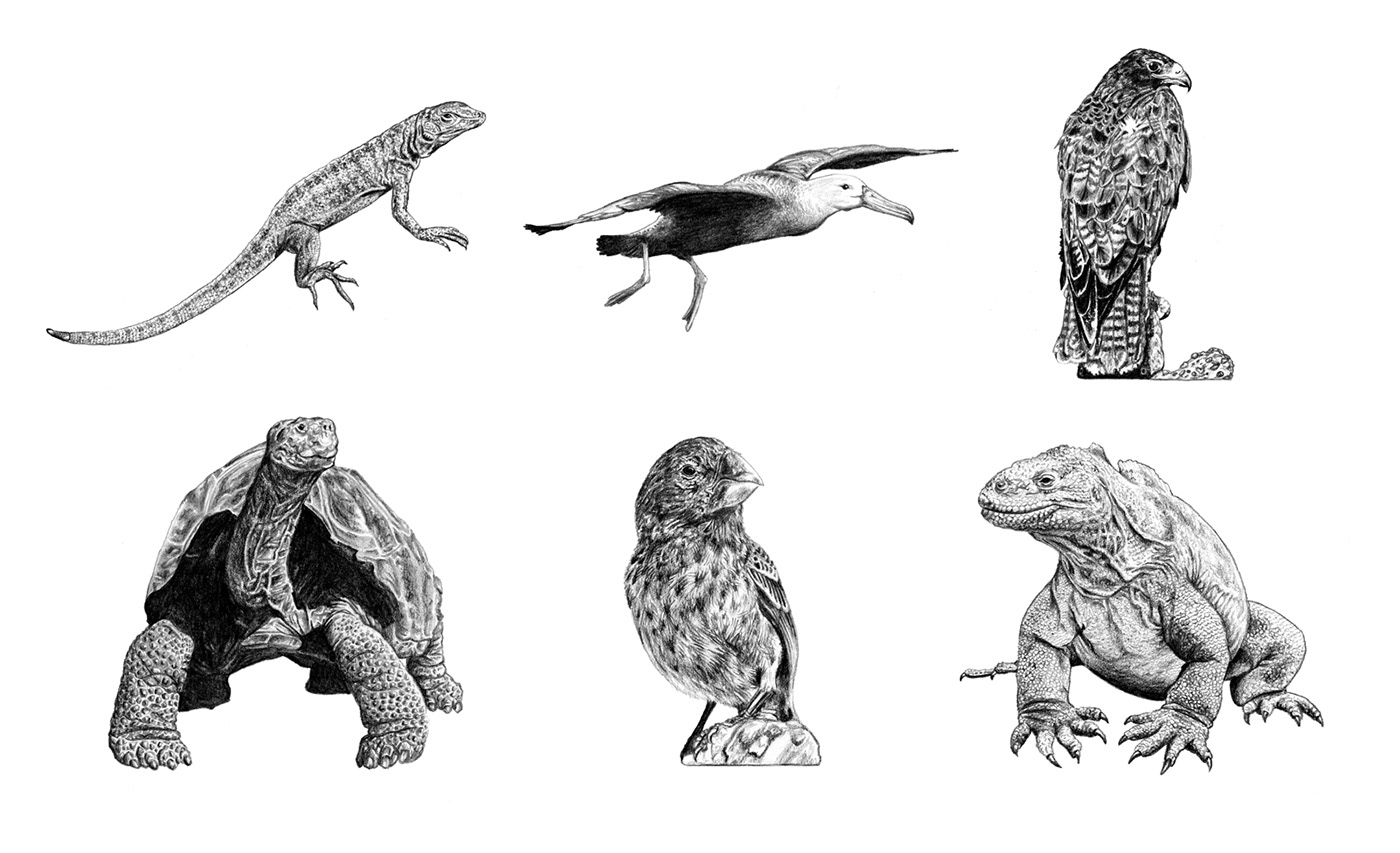 Drawing  Galapagos scientific illustration birds reptiles cactus hawk Finch tortoise animals