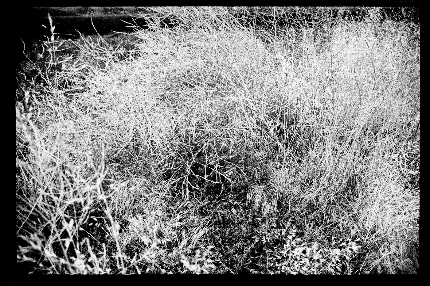 Outdoor Landscape bwphotography 35mm analog photography black and white