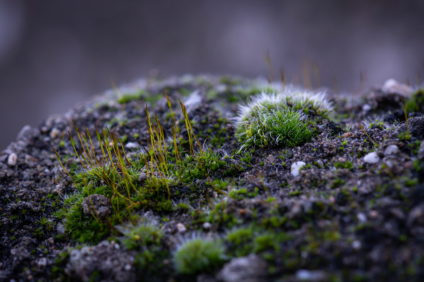 lightroom macro moss Nature Nikon Photography 