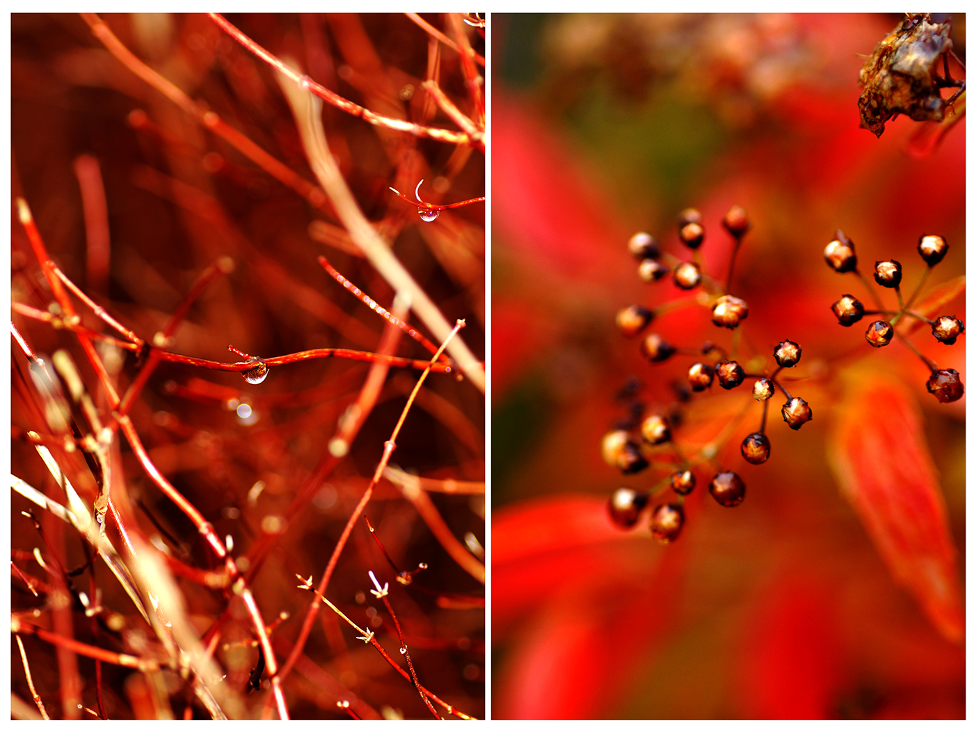 photagrophy collage colors Nature macro