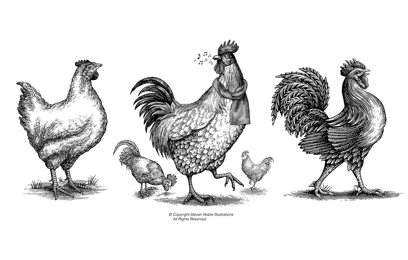 Steven Noble woodcut line art pen and ink Rooster chicken animals scratchboard engraving etching