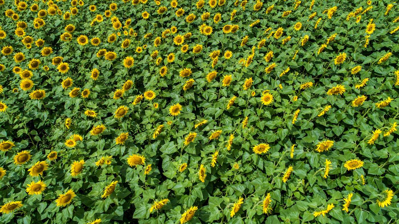 Bavaria sunflower summertime Aerial drone Photography 