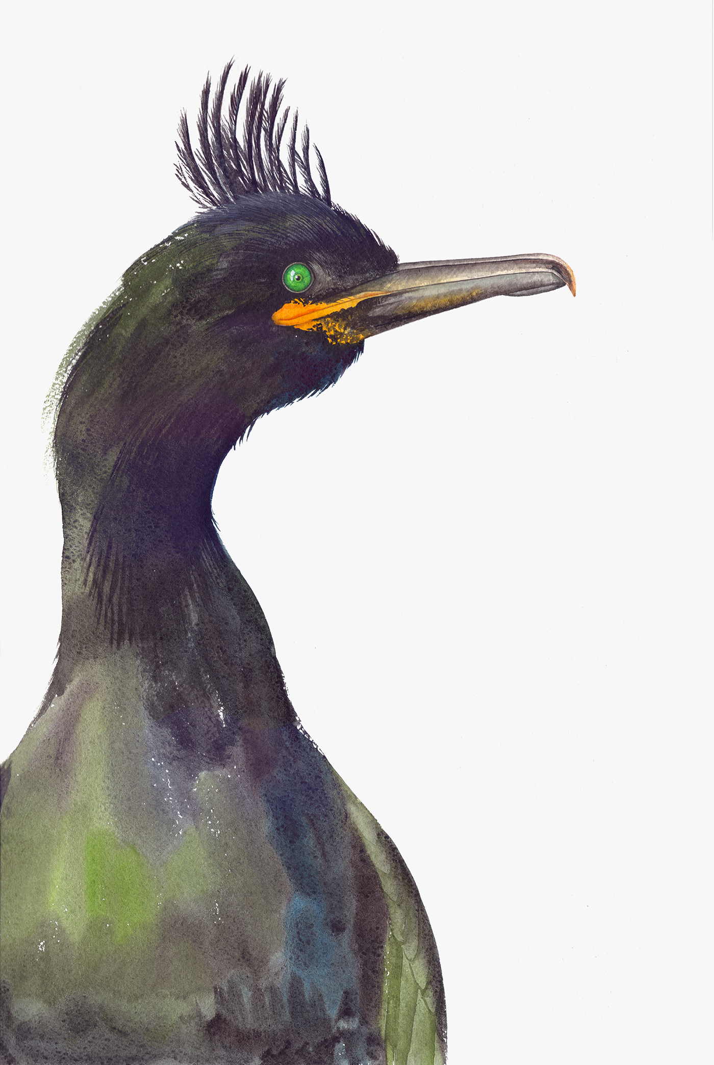 black shag Phalacrocorax carbo bird watercolor Bird Illustration watercolor scientific illustration shag watercolor shag illustration birds of new New Zealand