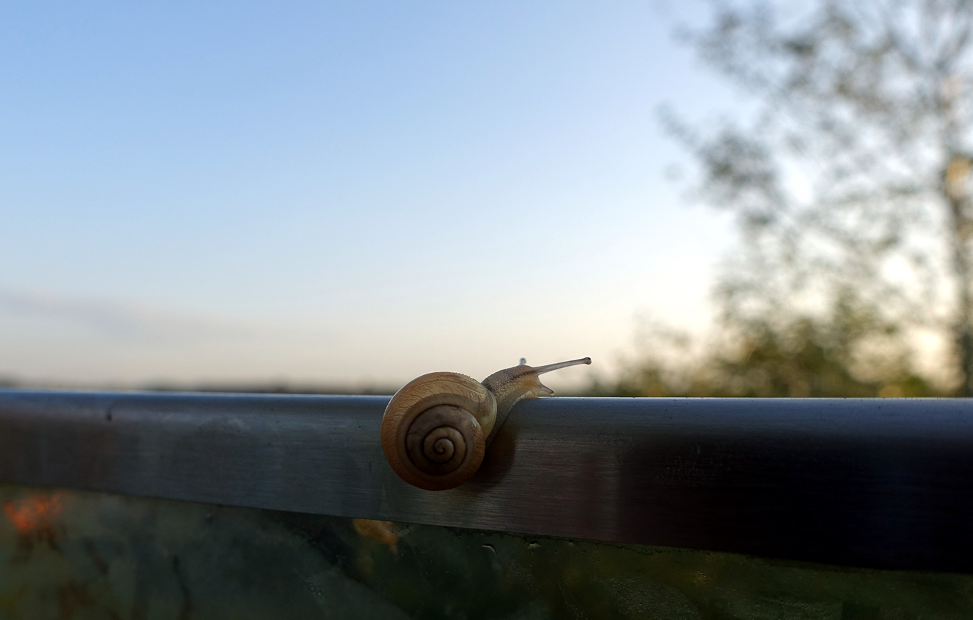 Abstract Art animals snail Photography 