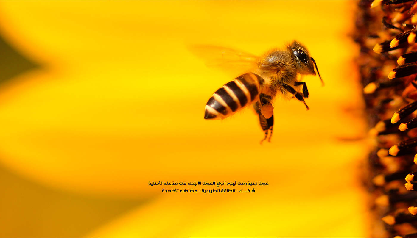 honey honey logo  Logo Honey branding  honey branding logos logo honey social media
