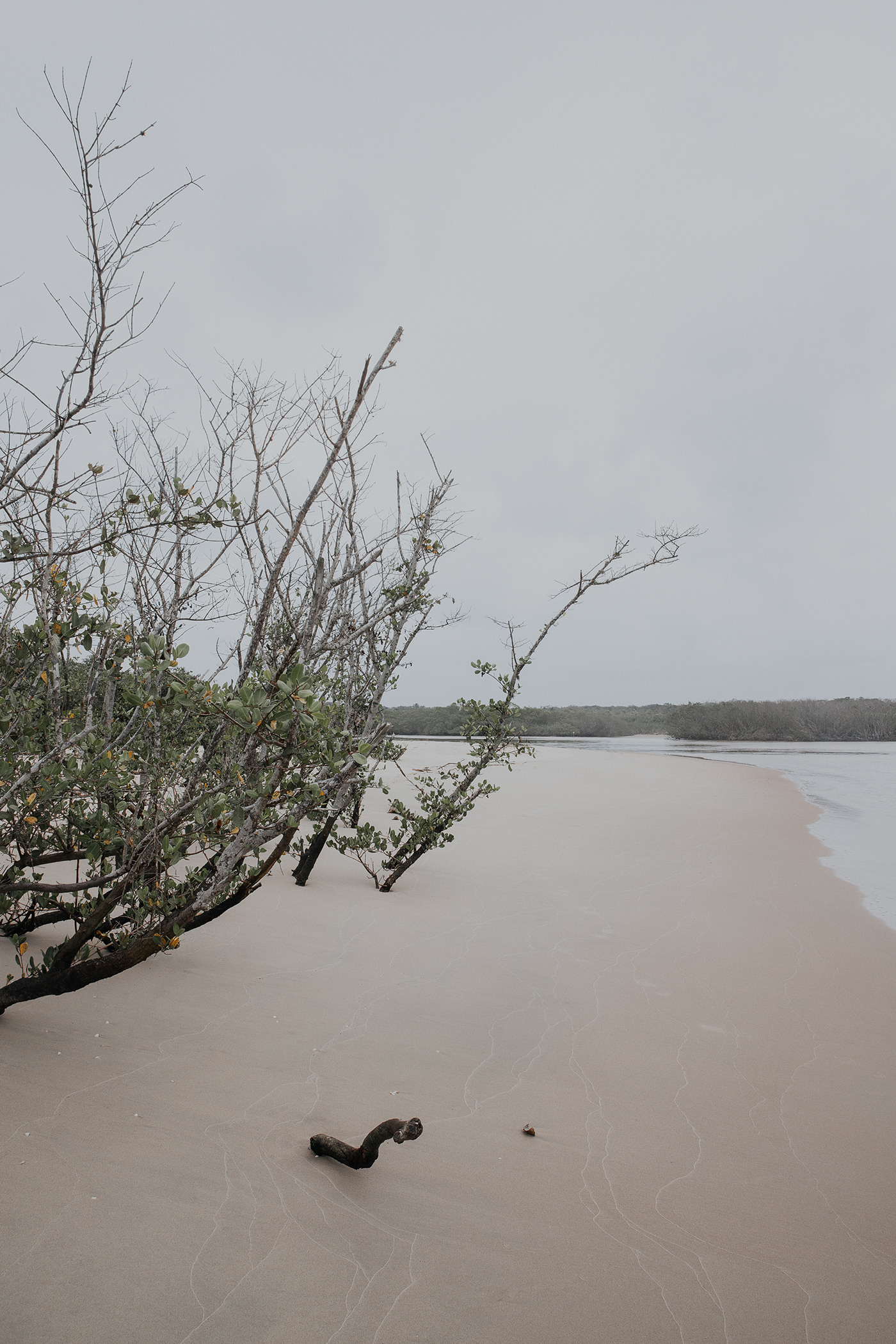 beach cloudy day landscape photography Moody Nature nature photography Outdoor sea tree tree photography trees
