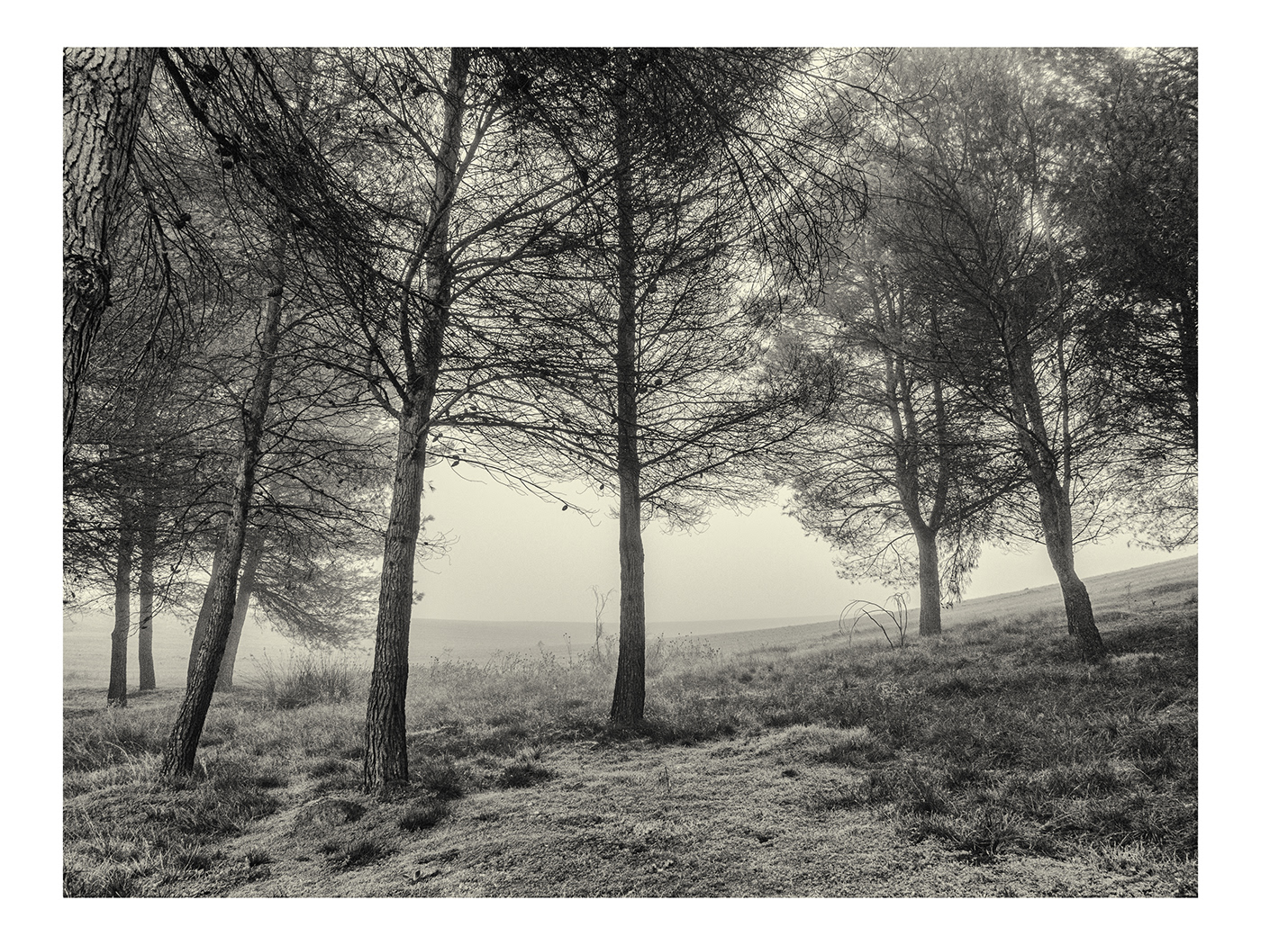 mist foggy forest Landscape trees black and white bnw fog