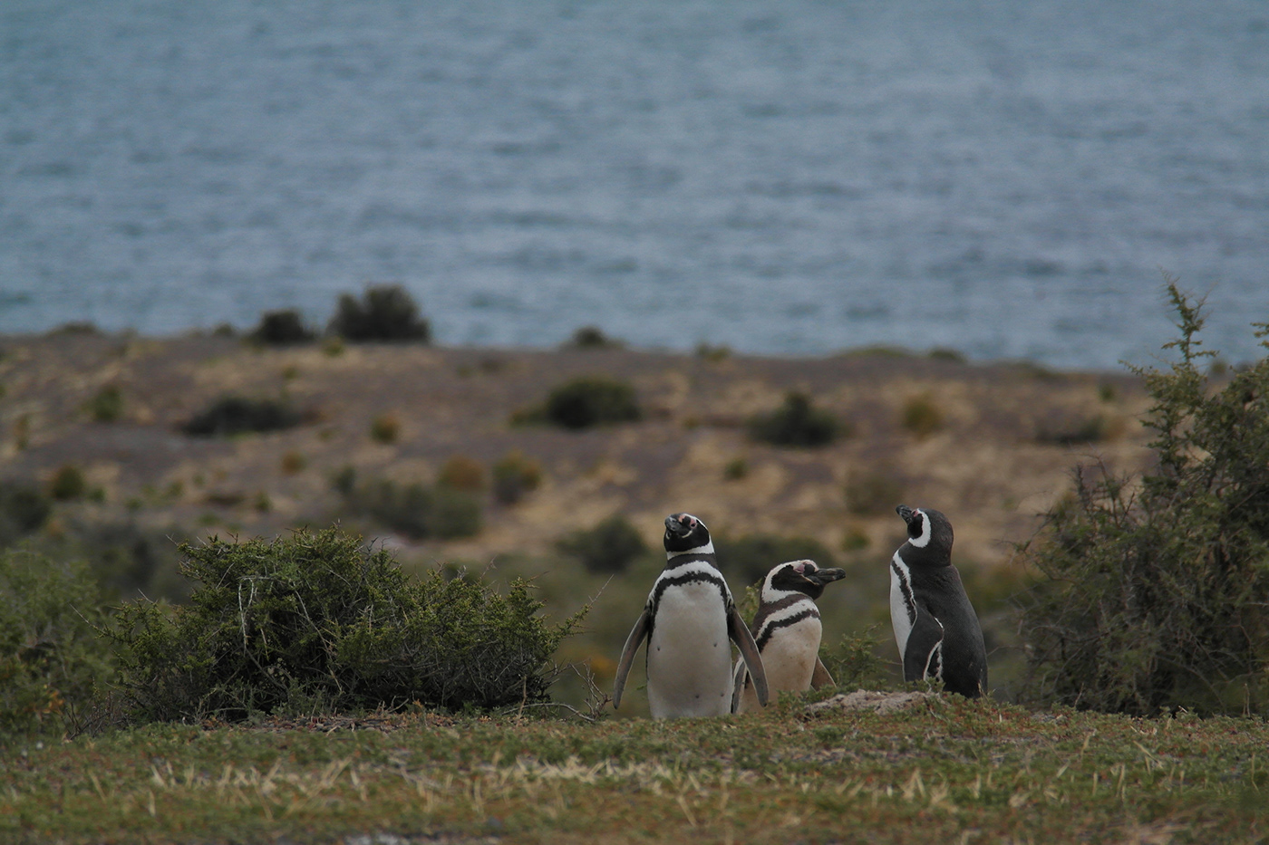 penguin puerto madryn animals Nature patagonia argentina chubut Magellanic penguin Punta Tombo