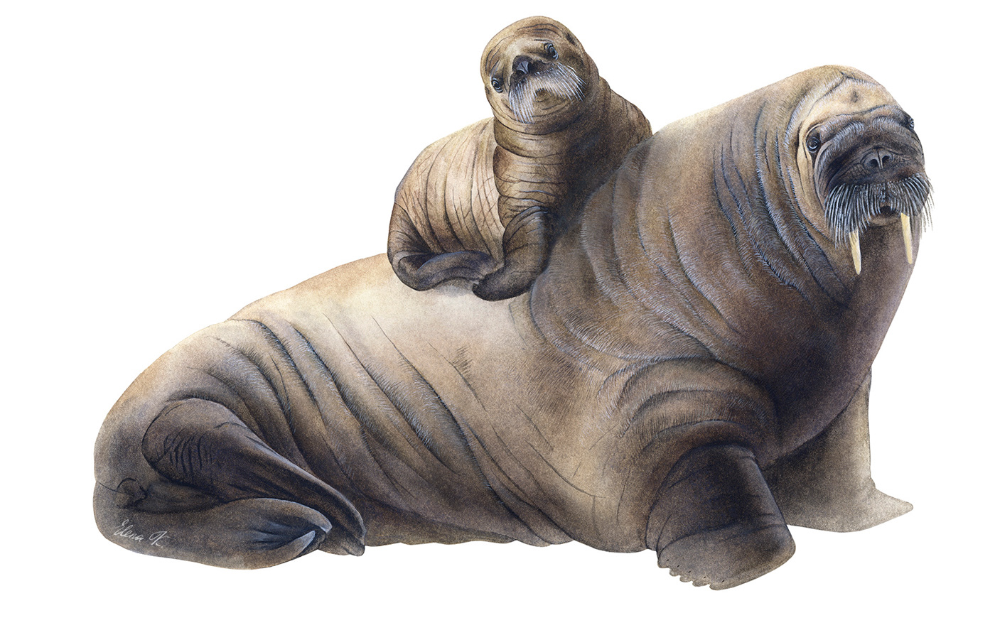 watercolor scientificillustration animals walrus ILLUSTRATION  painting   mammals pinnipeds