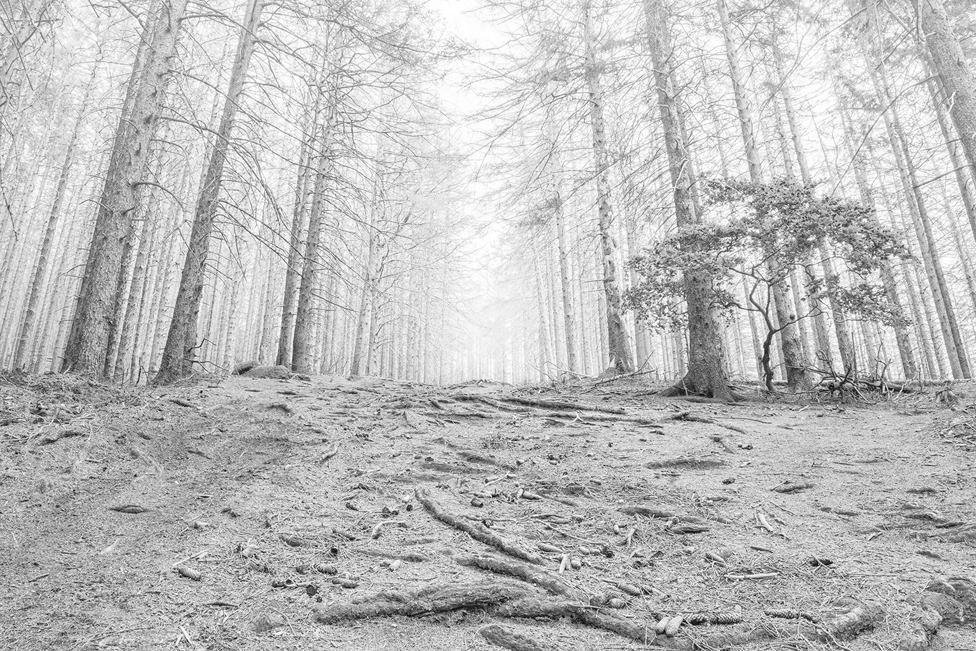 black and white Deforestation Drought forest global warming Harz logging monochrome National Park photo story