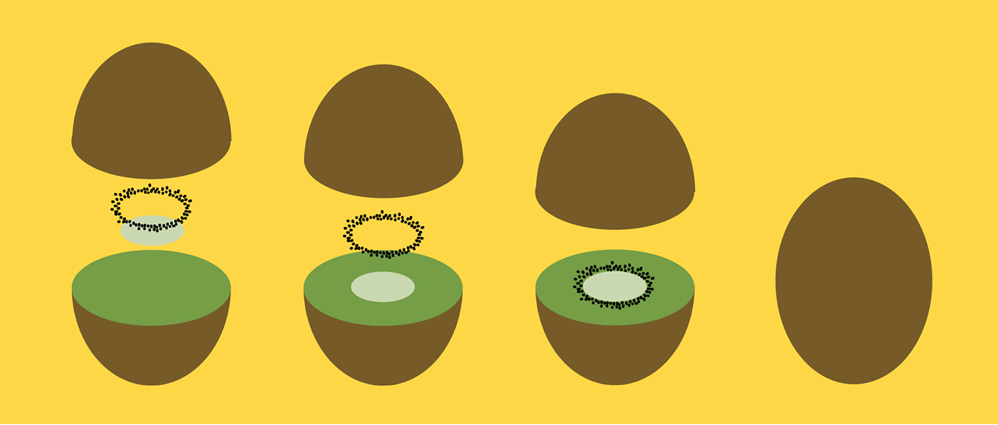 ILLUSTRATION  kiwi Fruit Decomposition stages Food  minimal
