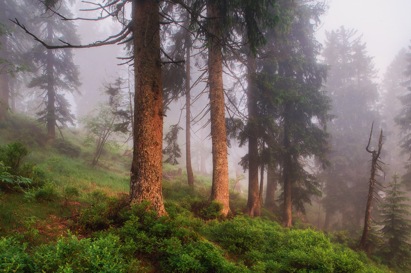 Bavaria Bayern Deutschland fog forest germany nebel wald wood