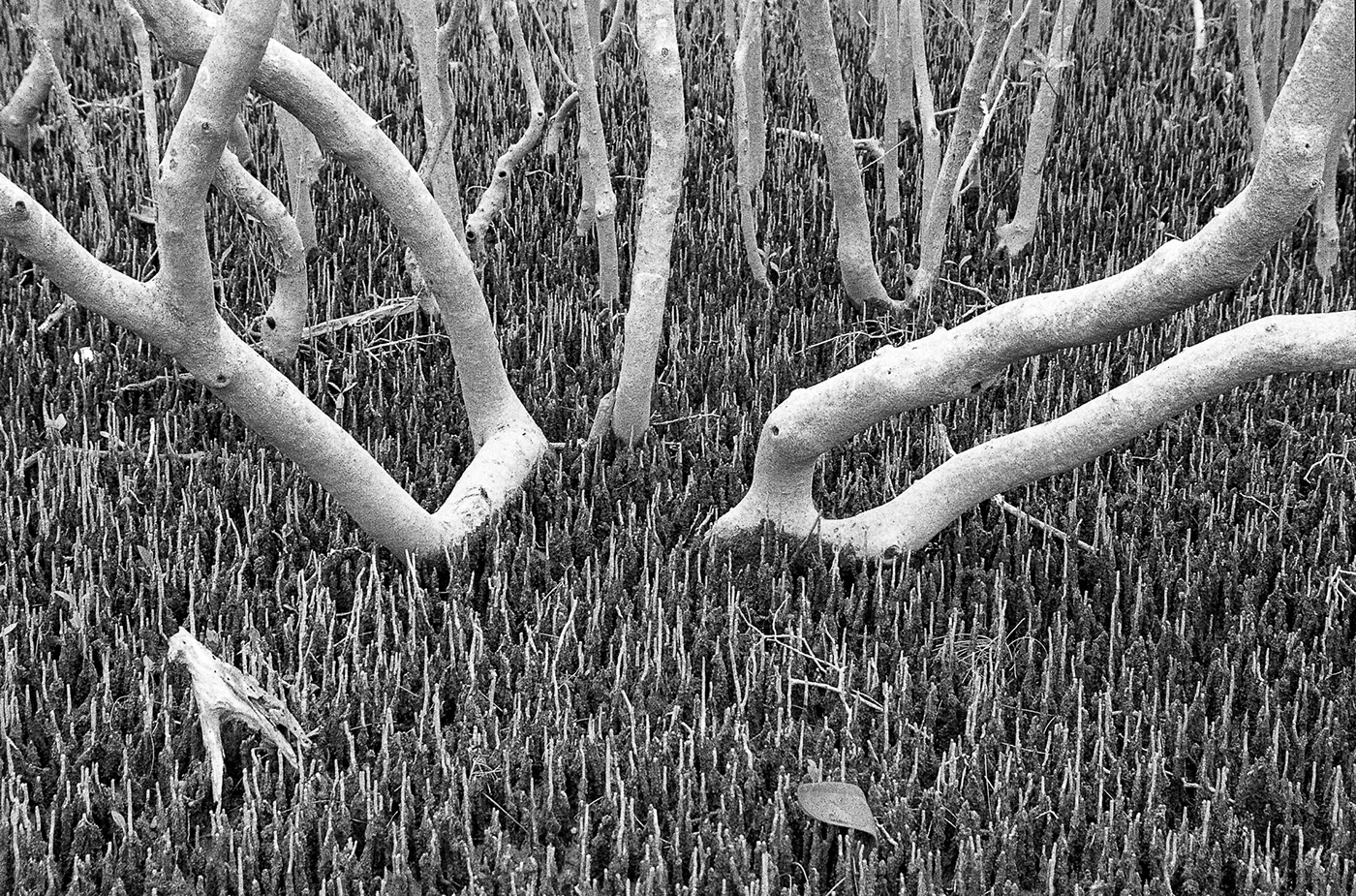 mangroves   Nikon F100 Landscape Photography  Biripi Country FX-39II ilford hp5+ tidal zone