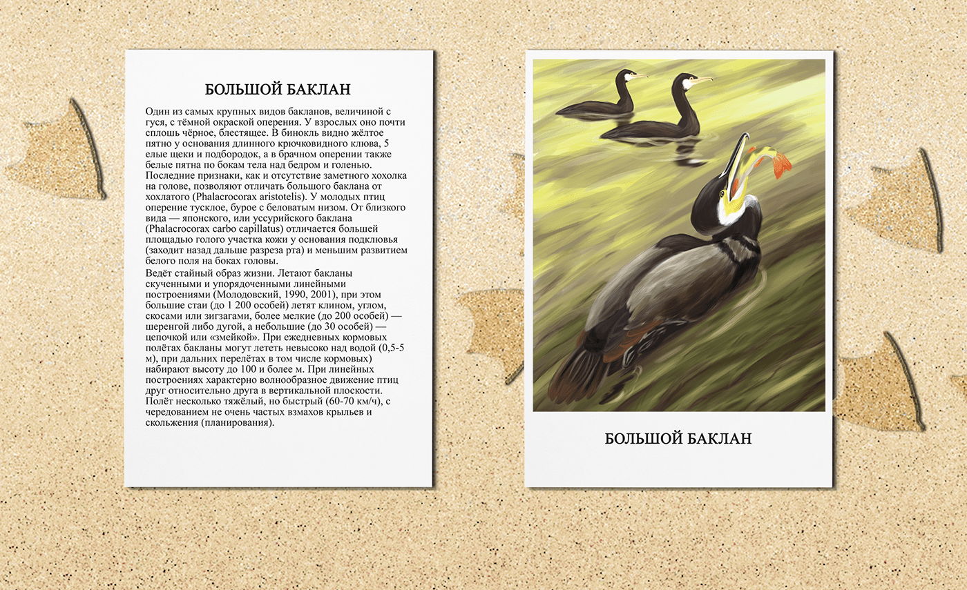 animal art birds card design Digital Art  Encyclopedia ILLUSTRATION  Nature postcard