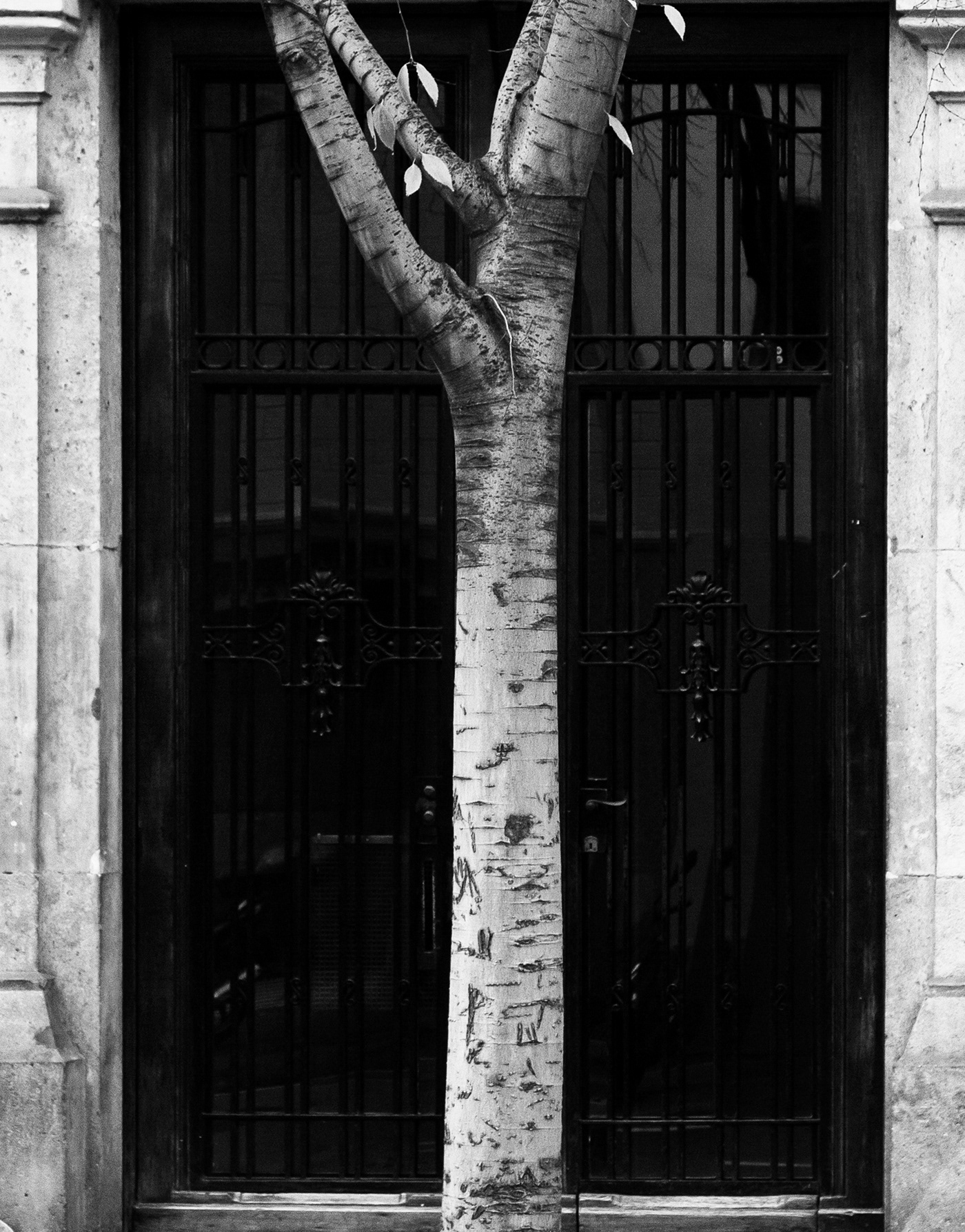 arbol barcelona catalunya eixample españa europa hierro puerta urbano