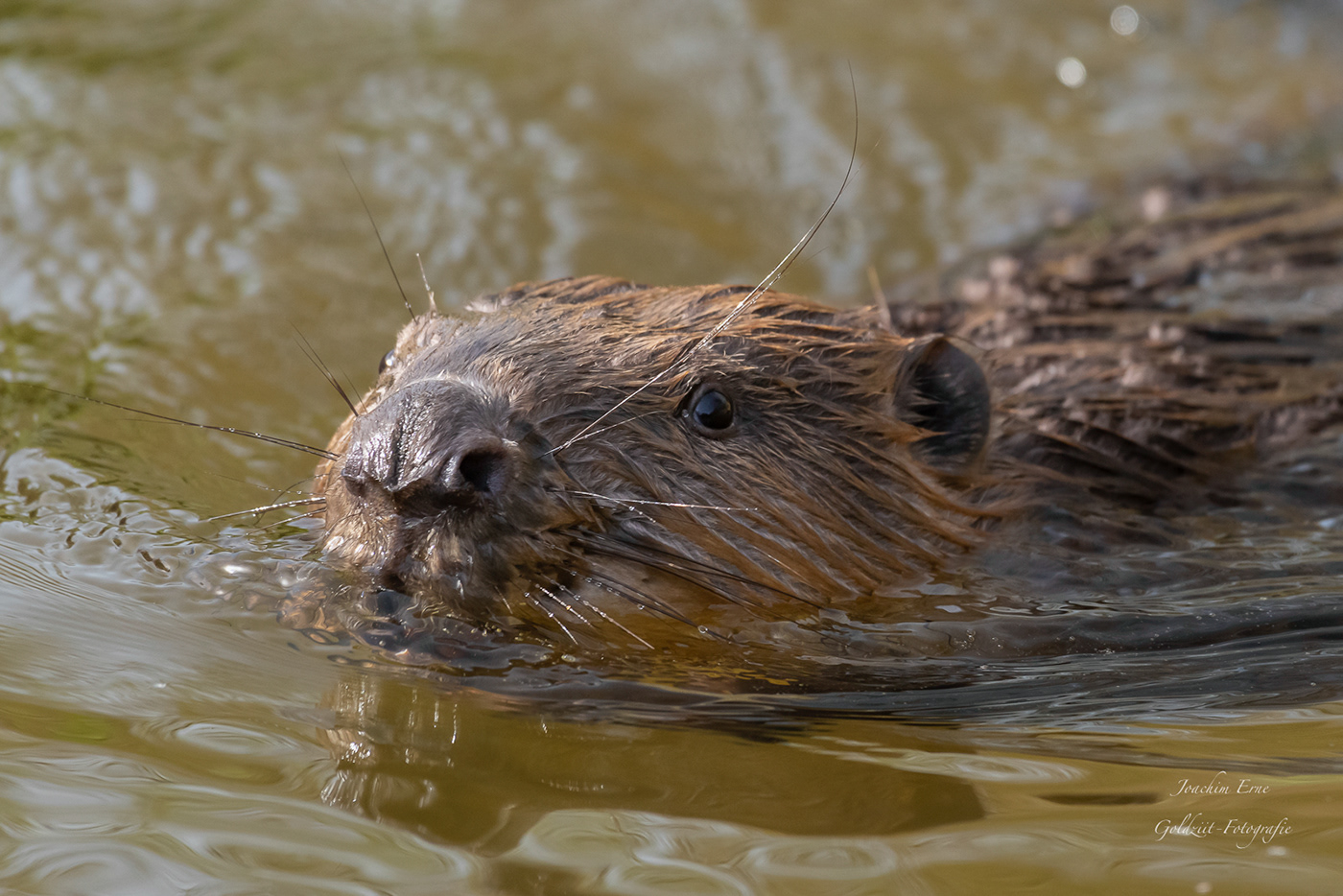 animal beaver biber forest Nature Outdoor river water wildlife