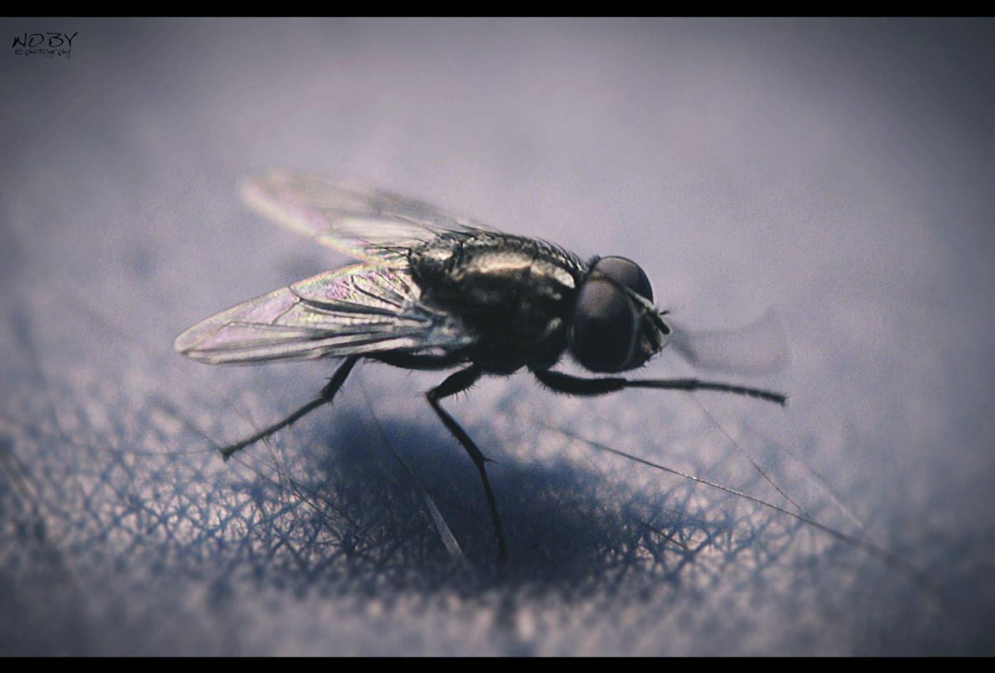 macro noby Fly