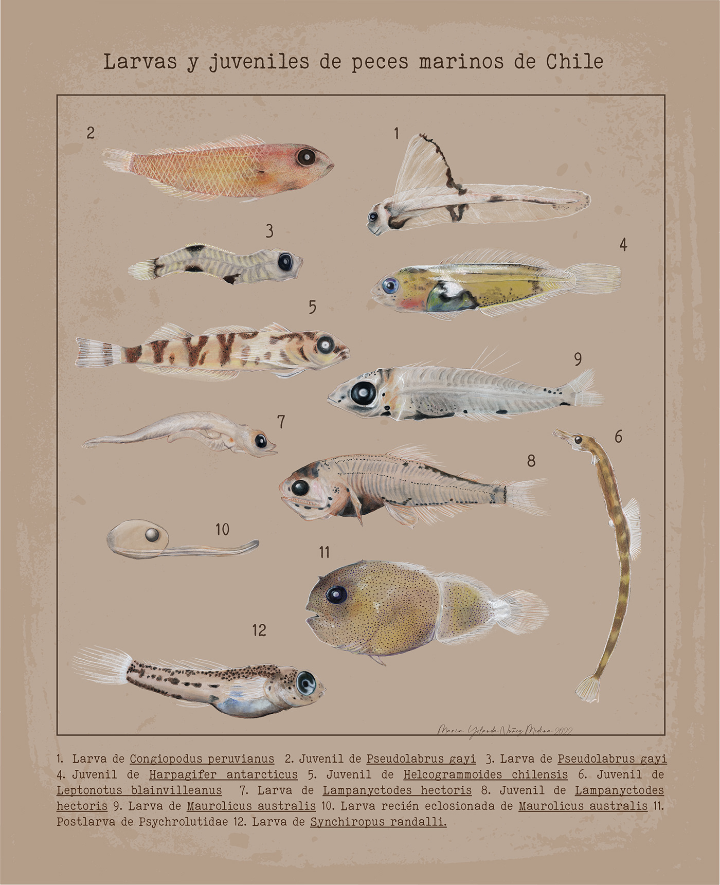 peces fish scientific illustration naturalistic illustration ilustracion Adobe Photoshop ColorPencil ictioplankton lapices de colores ilustración naturalista