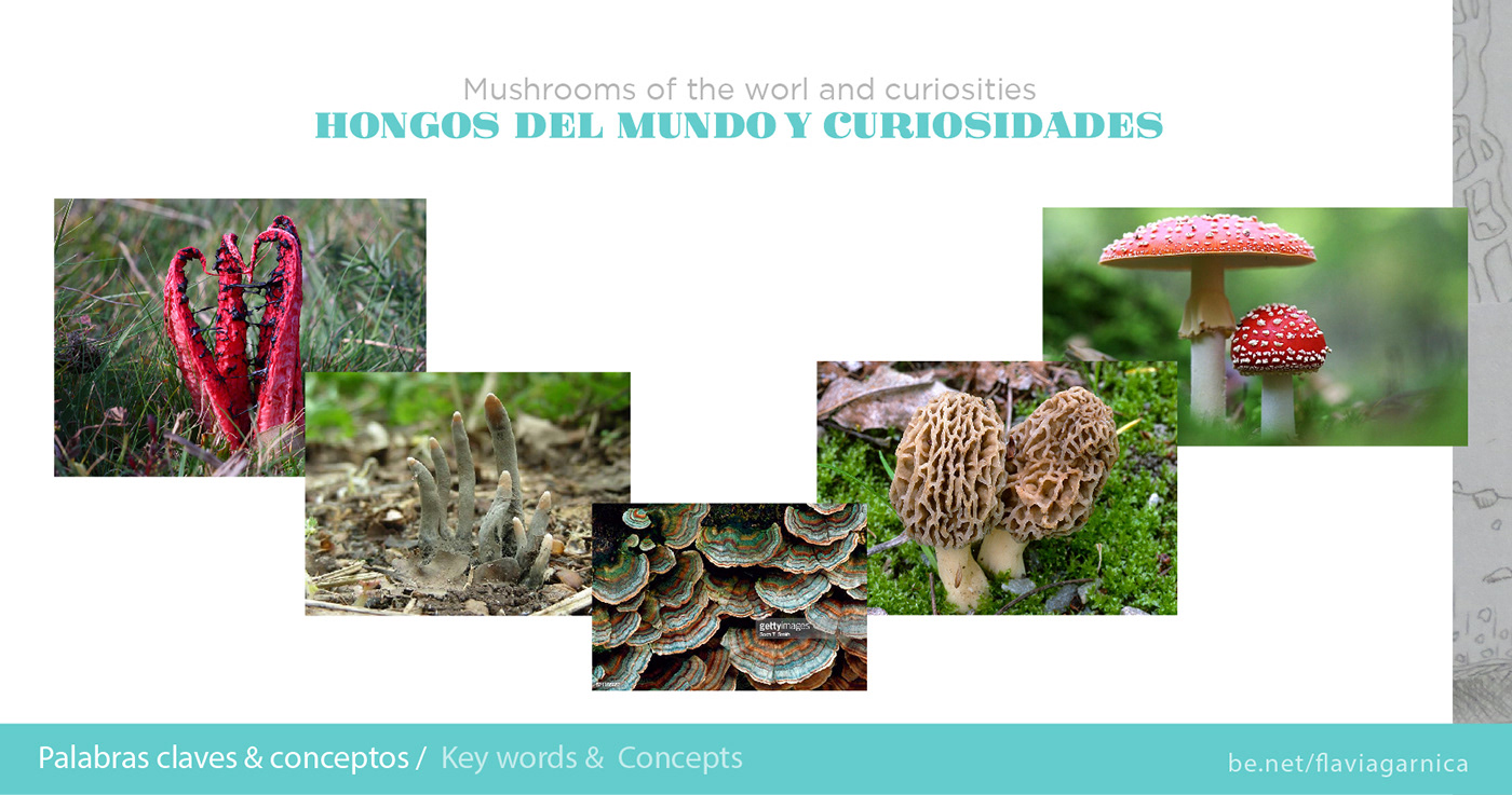 Funga del mundo Fungi Fungi Kingdom map map design mapoteca Mushrooms Art naturalist art naturalista Reino Fungi