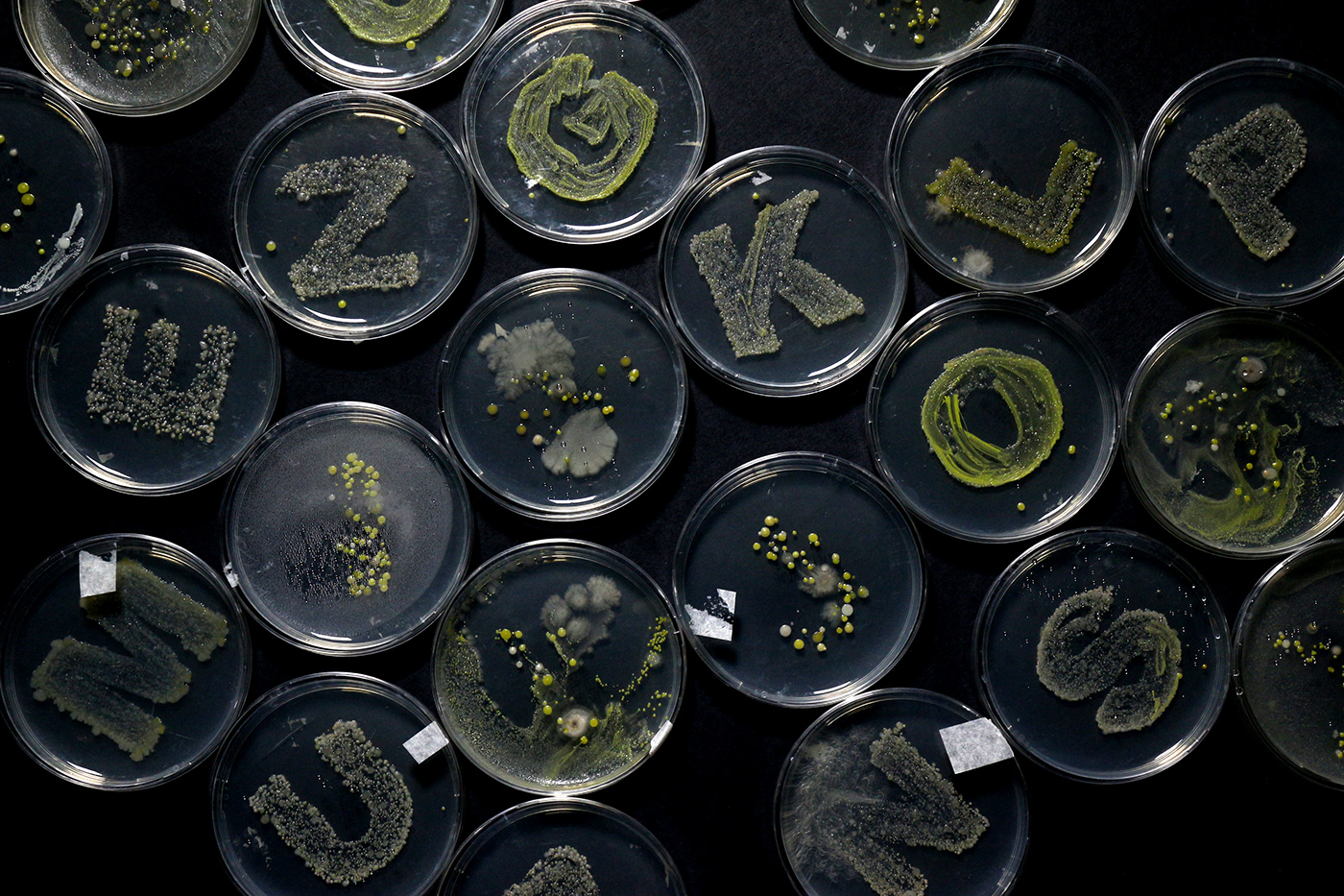 experimental typography   letterforms Bacteria keyboards Photography  science Creative Direction  petri dish Design Bridge 