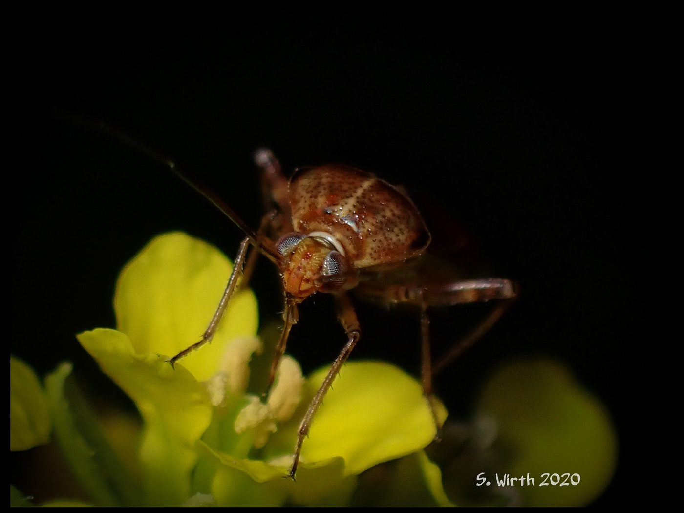 berlin insect macro Plötzensee september 2020 Stefan F. Wirth True bug Mirinae