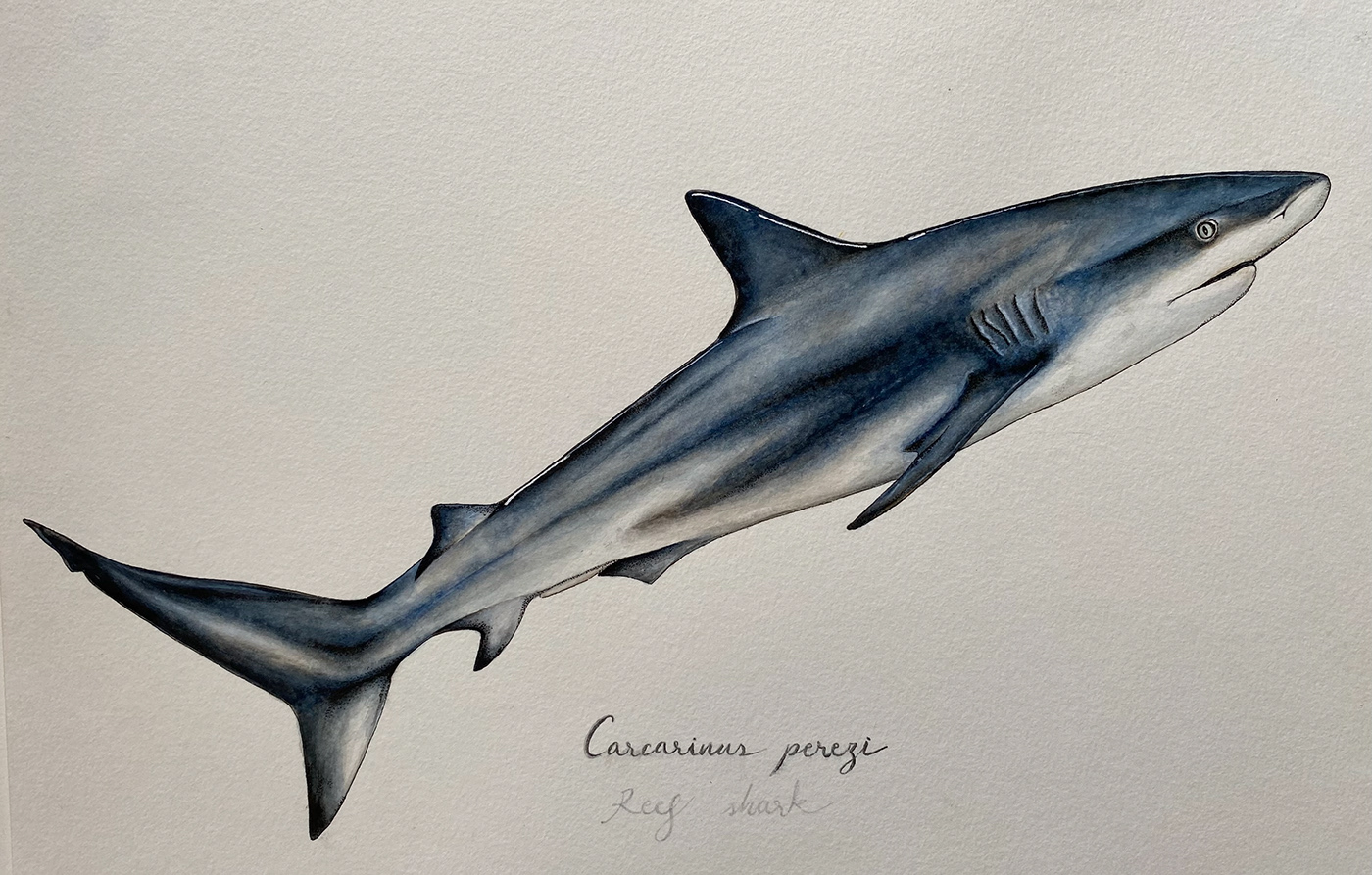 ilustración científica ilustración naturalista animales marinos