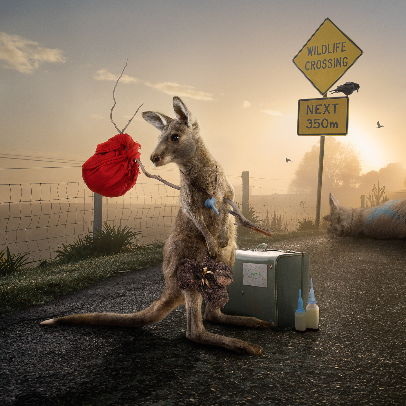kangaroo wildlife victoria Melbourne joey rescue homeless